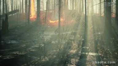 <strong>雨林</strong>火灾是人类引起的火灾